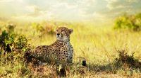 Cheetah Savanna Africa4917415692 200x110 - Cheetah Savanna Africa - Savanna, Lion, Cheetah, Africa